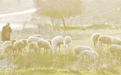 Psalm 23:1 – My shepherd