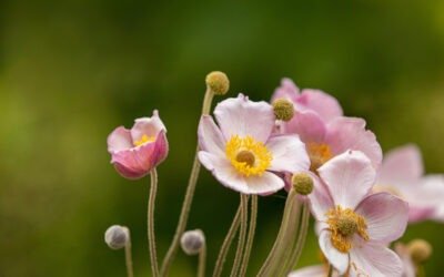 Matthew 5:8 – The pure in heart