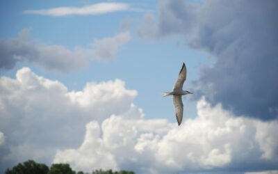 Colossians 1:7-8 – Love in the Spirit